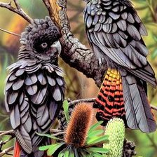 Схема вышивки «Black kakadu 2»