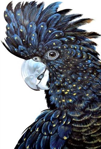 Kakadu(black) - птицы - оригинал