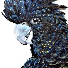 Схема вышивки «Kakadu(black)»