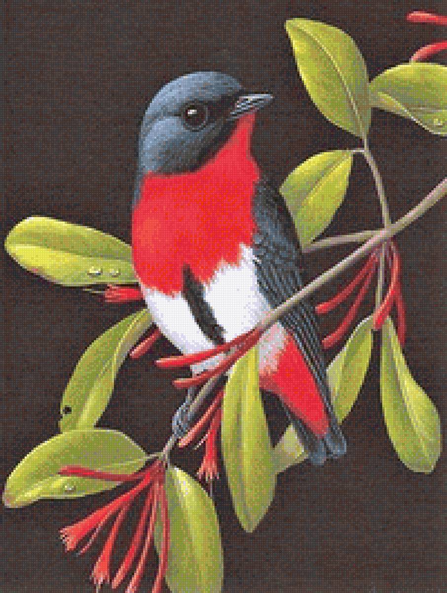 On black canva - птицы - предпросмотр