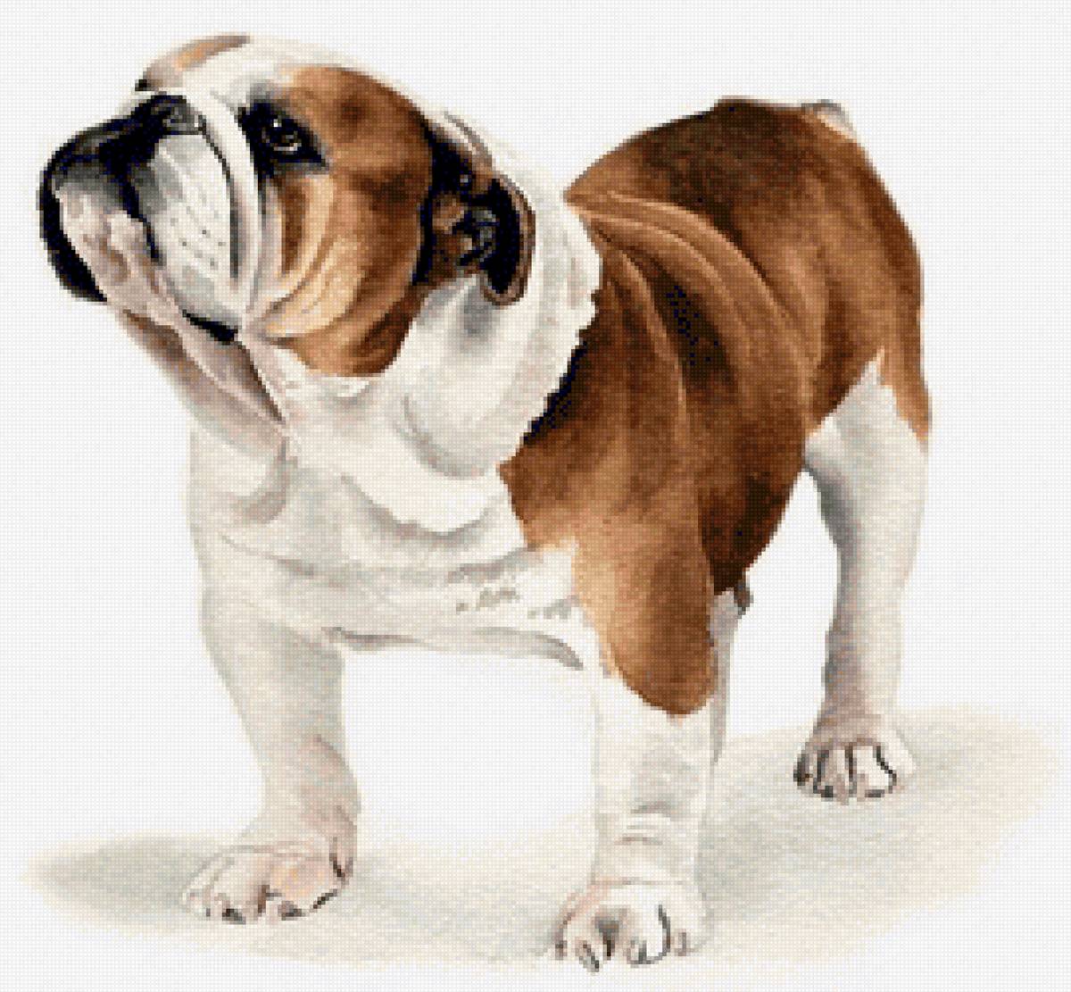 My friend Billy Bons - животные - предпросмотр