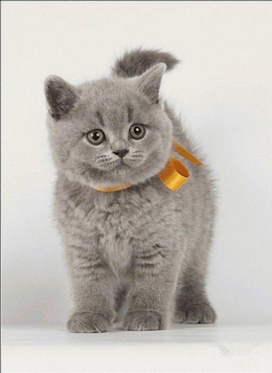котенок - котенок - предпросмотр