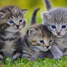 Схема вышивки «ТРИ КОТЕНКА»