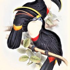 Схема вышивки «Brasilian birds 2»