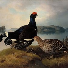 Схема вышивки «Тетерев и тетёрка. Фердинанд фон Райт»