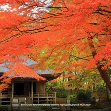 Схема вышивки «Осенний парк»
