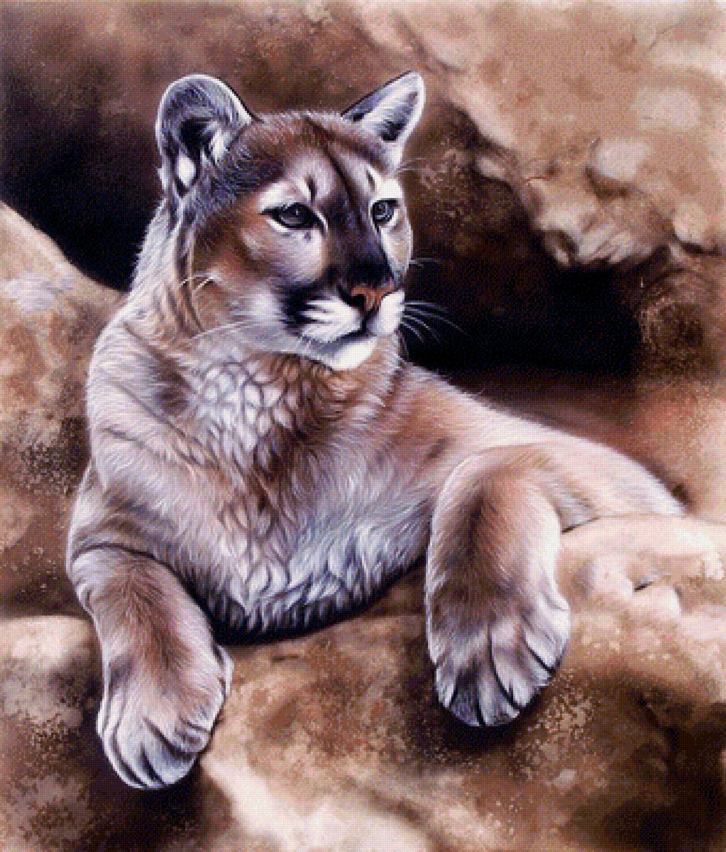 Пума - хищники, пума., животные - предпросмотр