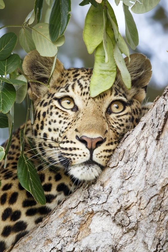 №2189679 - гепард, кошки, дикие - оригинал