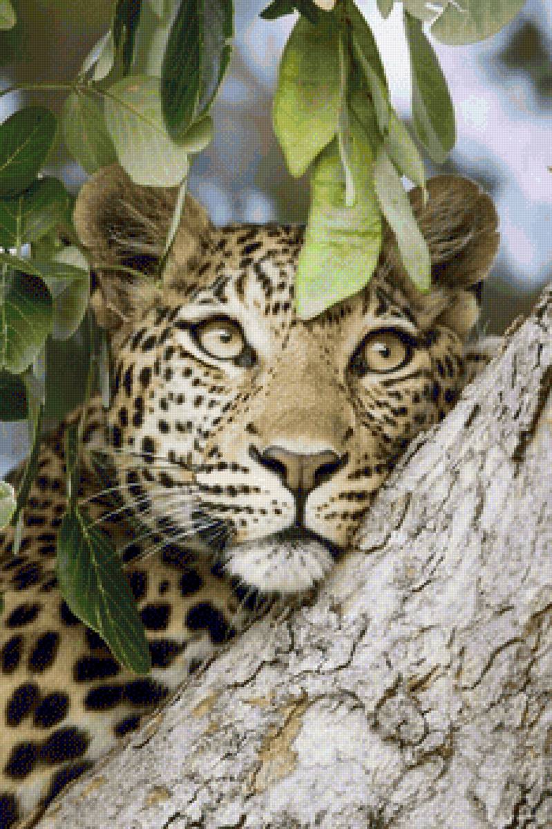 №2189679 - кошки, дикие, гепард - предпросмотр