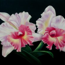 Схема вышивки «Orquídea.»