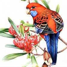 Схема вышивки «Australian birdes-Rosella»