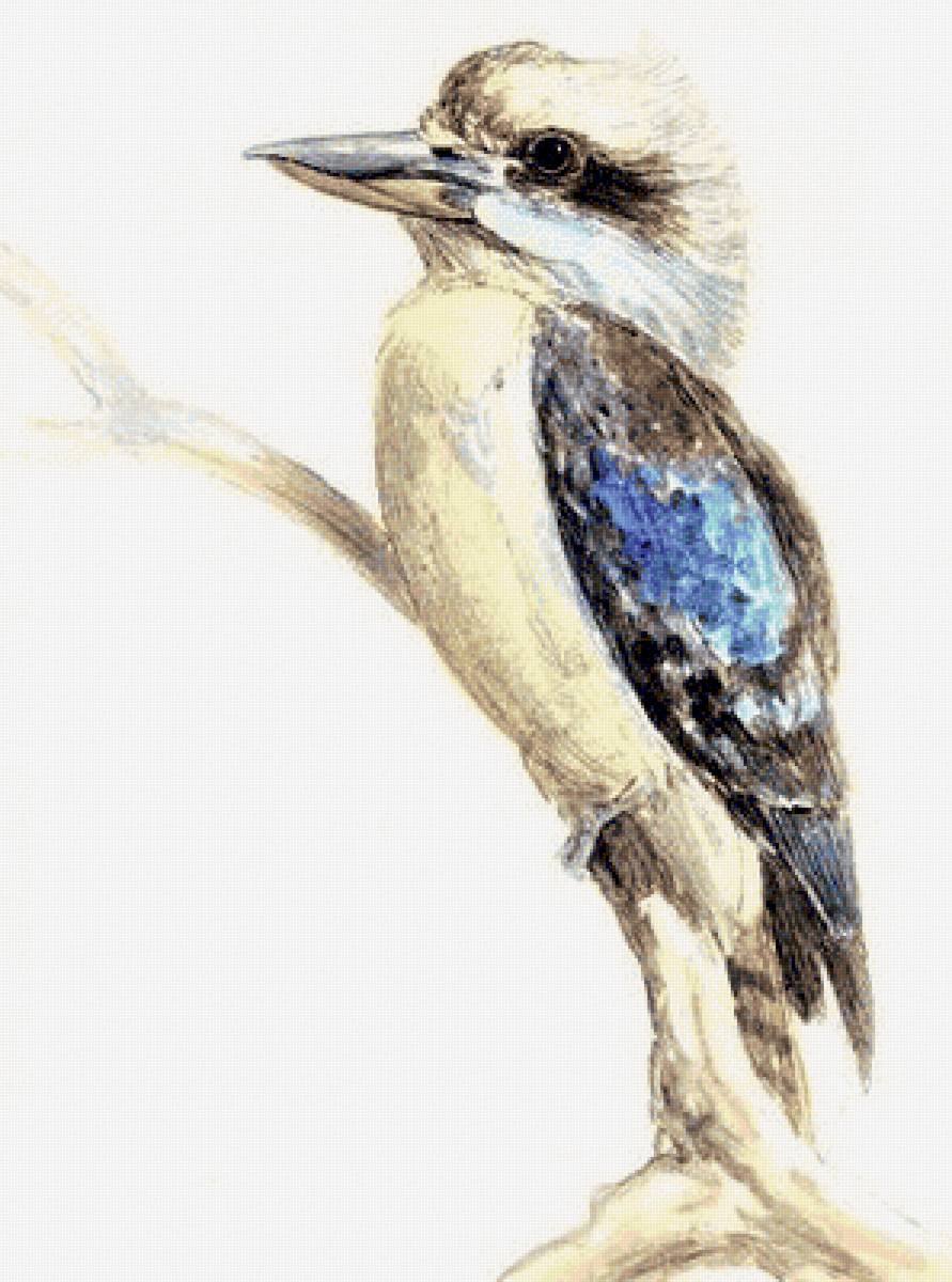 Kukubara(pens drawing) - птицы - предпросмотр