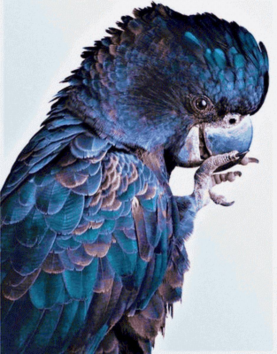 Black kakadu 4 - птицы - предпросмотр