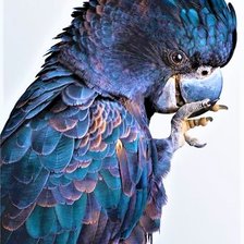 Схема вышивки «Black kakadu 4»