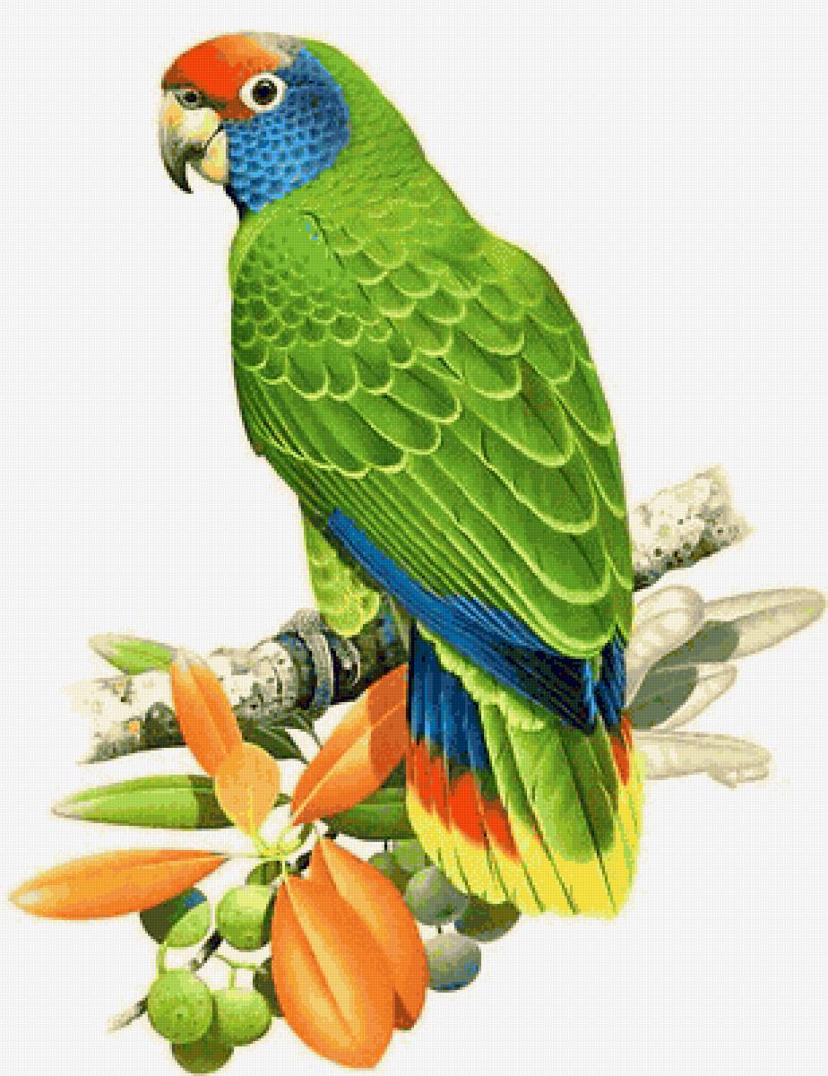 Australian birdes-Eklecktus - птицы - предпросмотр