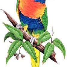 Схема вышивки «Australian birdes-Lorie»