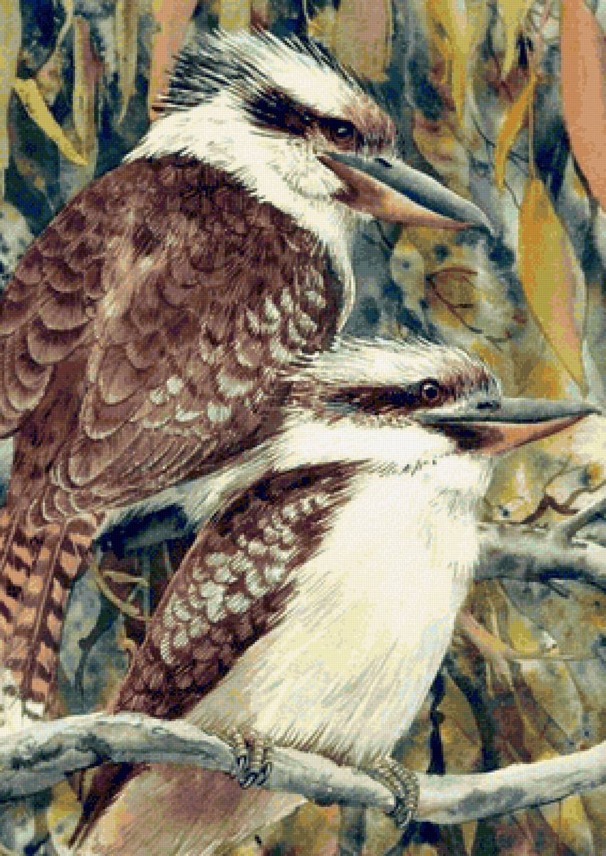 Australian birdes-Night Kukabaras - птицы - предпросмотр