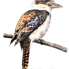 Схема вышивки «Australian birdes-River Kukabara»