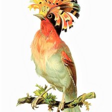 Схема вышивки «Brasilian birds 4»