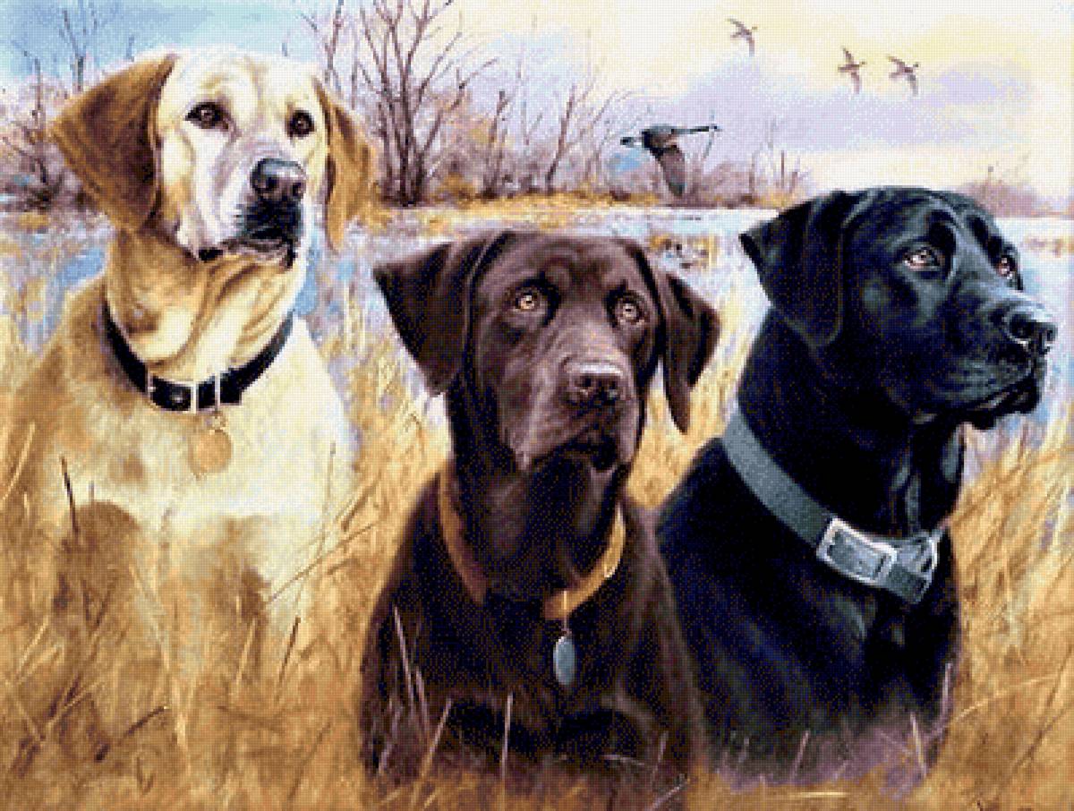 Мы охотники - животные - предпросмотр