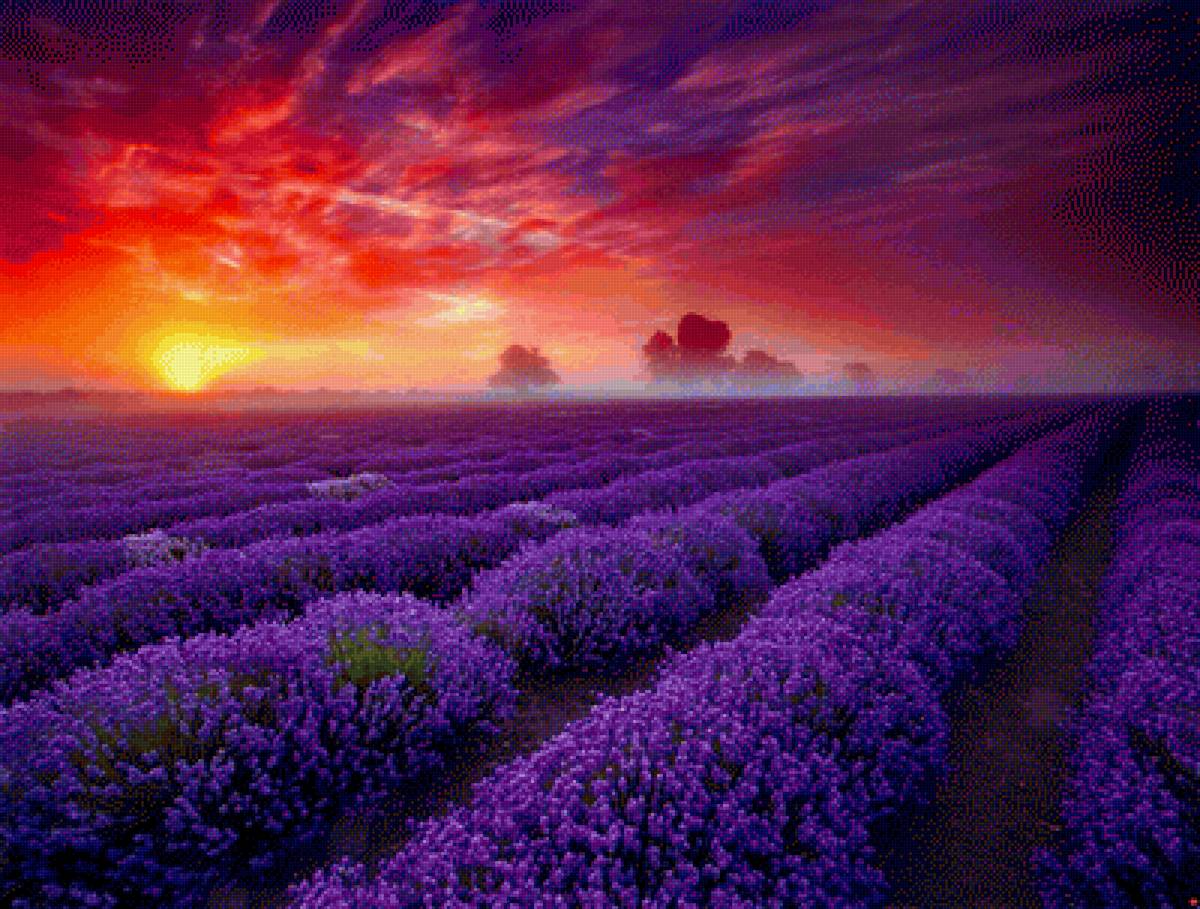 рассвет и лаванда - поле, лаванда, рассвет, красота - предпросмотр