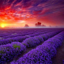 Схема вышивки «рассвет и лаванда»