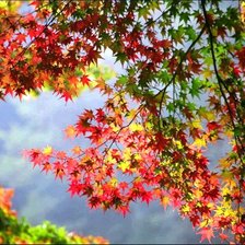 Схема вышивки «Осень»