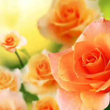 Схема вышивки «Аромат роз»