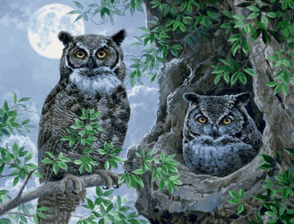 ДВЕ СОВЫ - предпросмотр