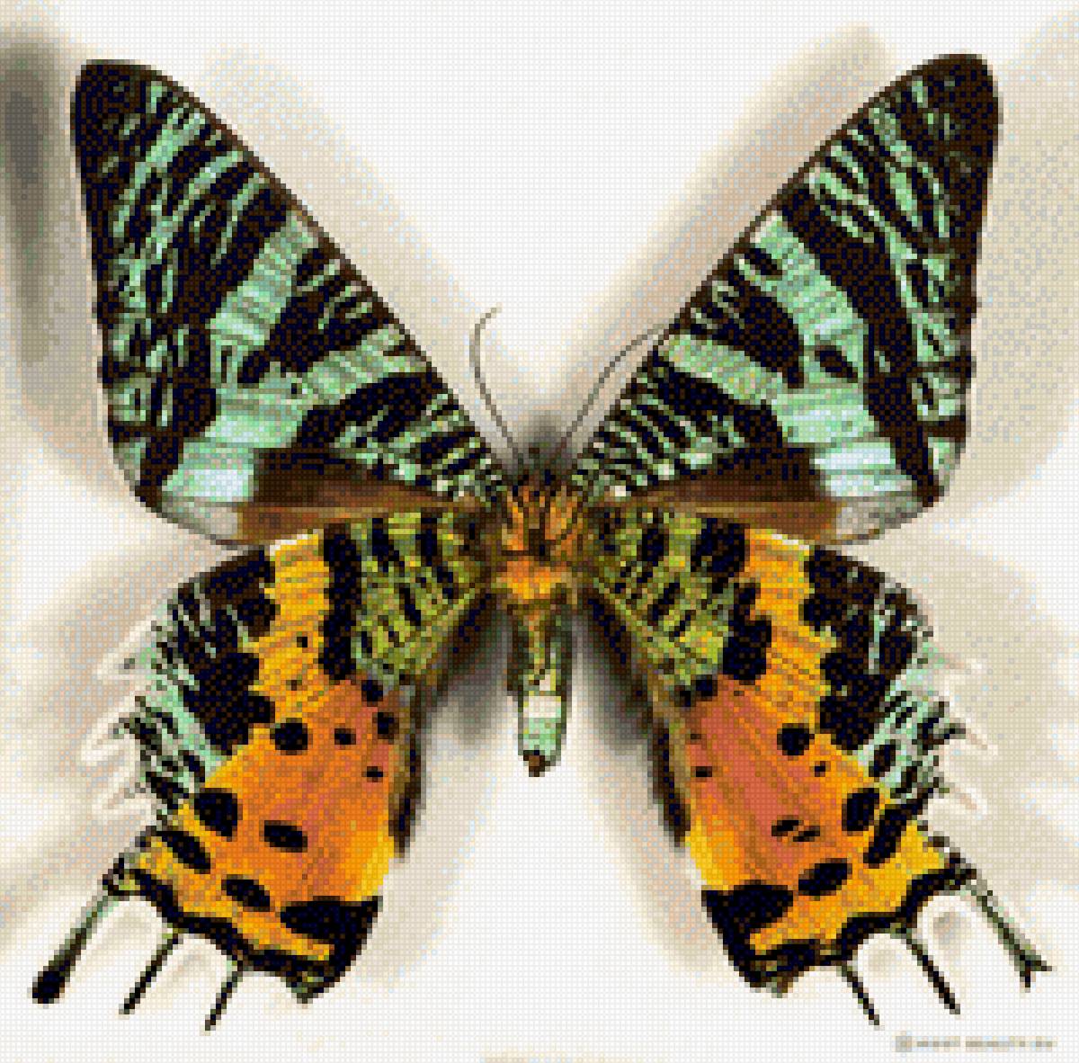 бабочка - насекомые бабочки - предпросмотр