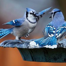 Схема вышивки «разговор»