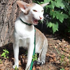 Схема вышивки «Ориентал»