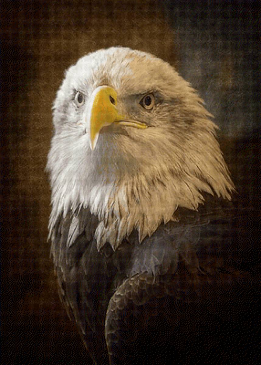 Белоголовый орлан - картина - предпросмотр