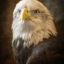 Белоголовый орлан