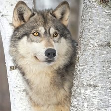 Схема вышивки «№2191540»