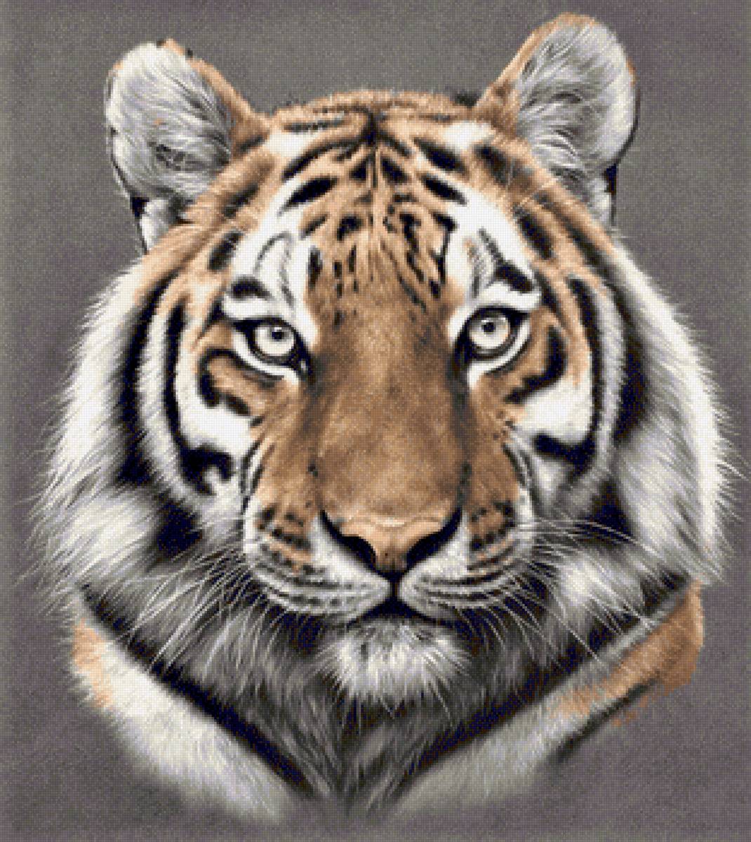 Wild life portrets- Tigre - животные - предпросмотр