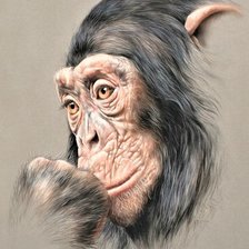 Схема вышивки «Wild life portrets- Shimpanse 2»