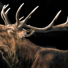 Схема вышивки «Wild life portrets- Olen'»