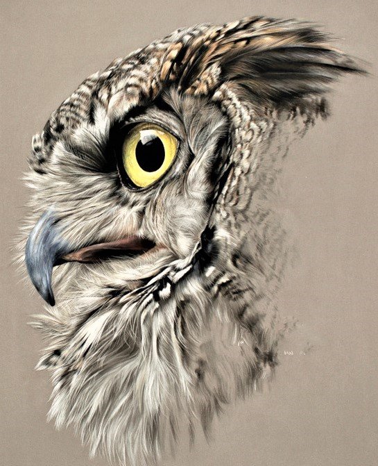 Wild life portrets- Sova - птицы - оригинал