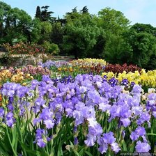 Схема вышивки «Ирисы»