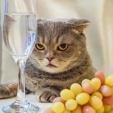 Схема вышивки «Gato.»