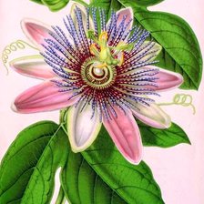 Схема вышивки «Цветок в подарок»