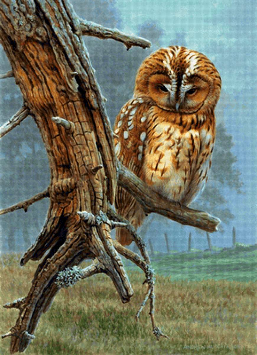 Andrew Hutchinson. Сова - сова, птица - предпросмотр