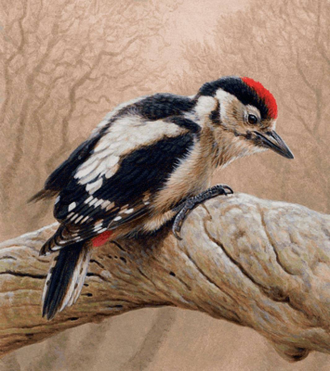 Andrew Hutchinson. Дятел - дятел, лес, птица - предпросмотр