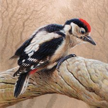 Схема вышивки «Andrew Hutchinson. Дятел»