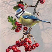 Схема вышивки «Andrew Hutchinson. Синица на боярышнике»