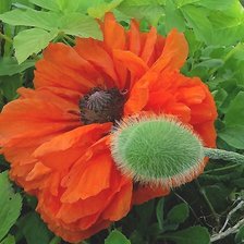 Схема вышивки «№2192487»