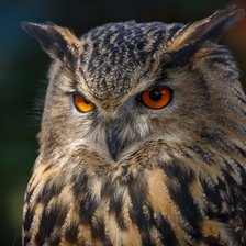 Схема вышивки «сова»