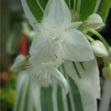 Схема вышивки «Традесканция»