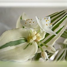 Схема вышивки «Традесканция1»